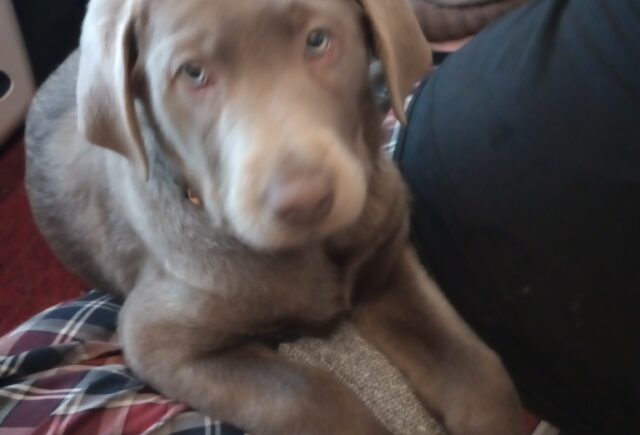 Silver lab Tank