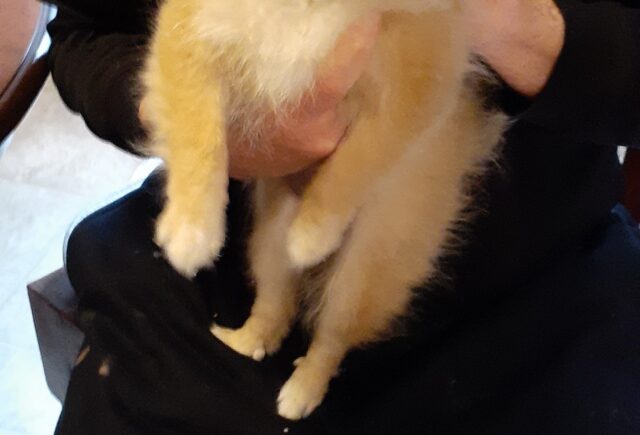 Pomeranian from Quarryville Breeder
