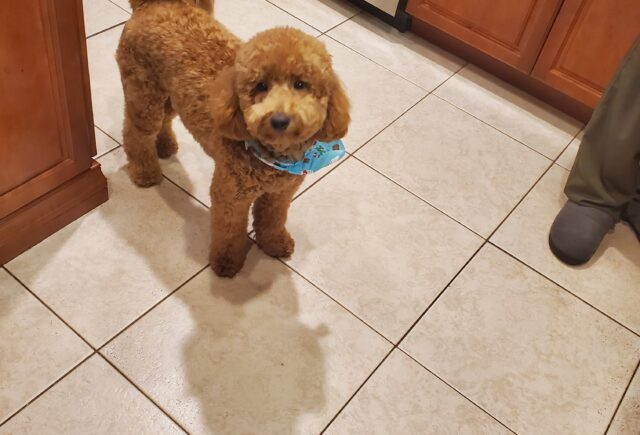 Puppy Review