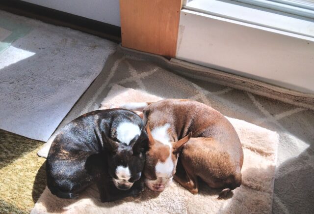 Lilly, and Marina which I renamed Jenny.