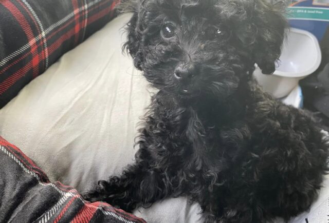 “Meet Luna: A Heartwarming Addition to Our Family”