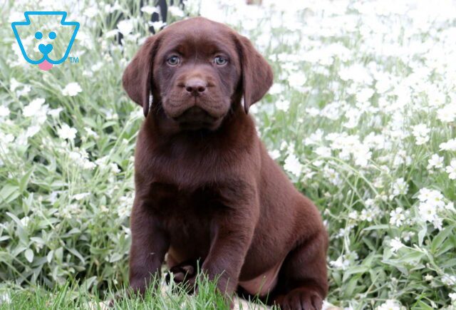 Aaliyah Choc Lab