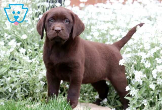 Aaliyah Choc Lab1