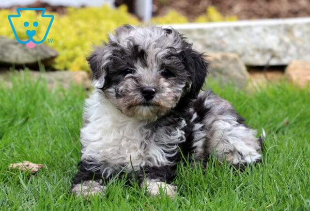 Abby Mini Poodle image