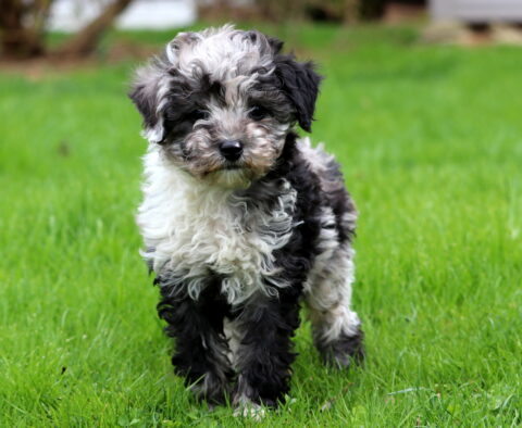 Abby Mini Poodle2