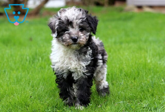 Abby Mini Poodle2 image