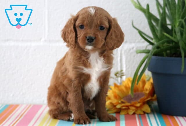 Abe Cavapoo image