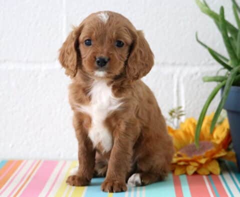 Abe Cavapoo2