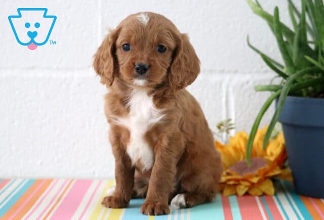 Abe Cavapoo2 image