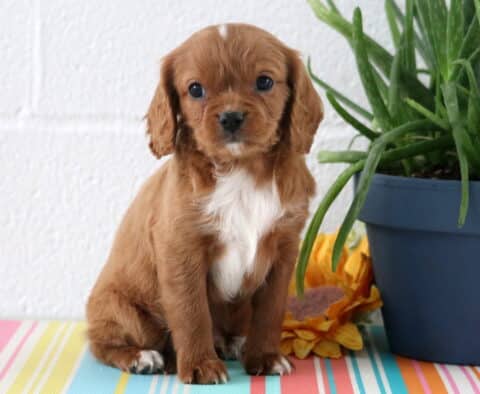 Aj Cavapoo