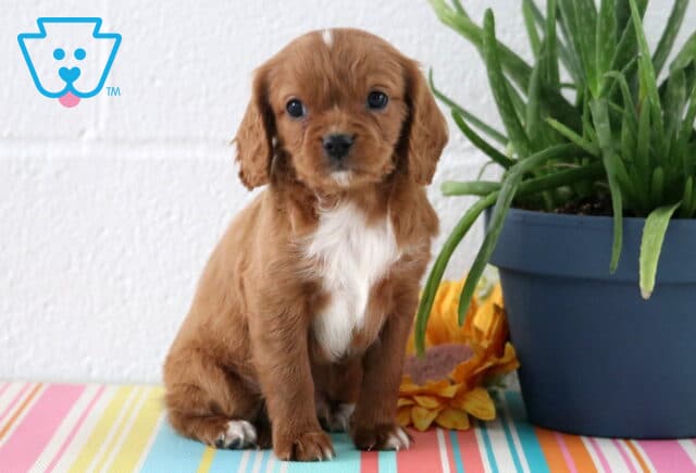 Aj Cavapoo image