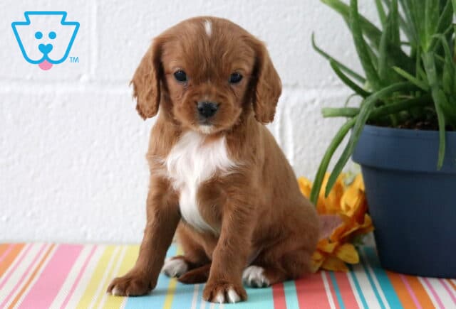 Aj Cavapoo2 image