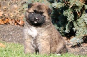 Akita mix puppies for sale