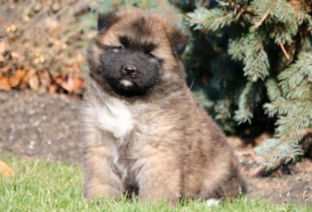 Akita mix puppies for sale