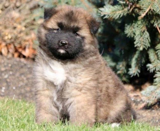 Akita mix puppies for sale