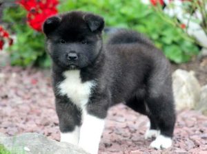 Akita puppies for sale
