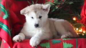 Alaskan Malamute puppies for sale