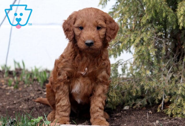 Alby Goldendoodle image