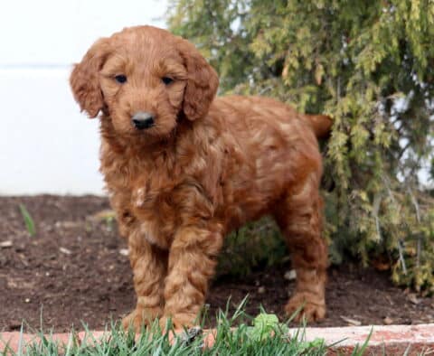 Alby Goldendoodle2