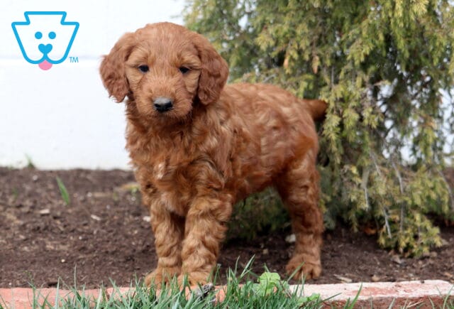 Alby Goldendoodle2 image
