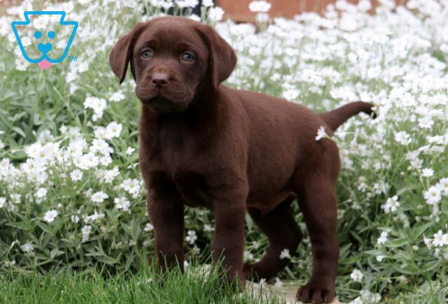 Alfie Choc Lab