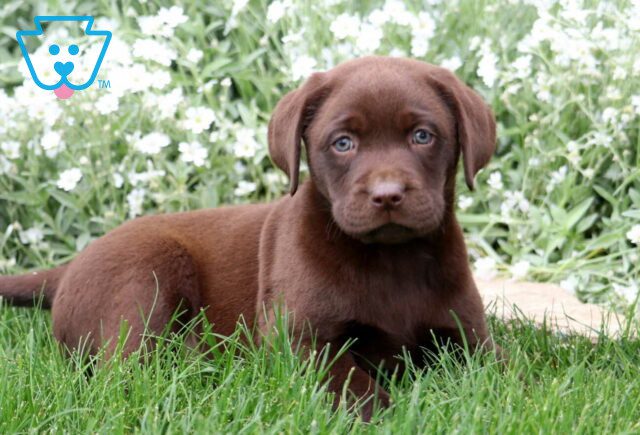 Alfie Choc Lab2