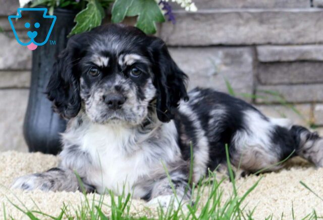 Alicia Cocker Spaniel