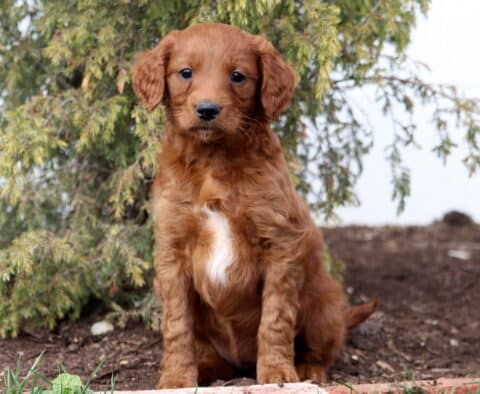 Ally Goldendoodle