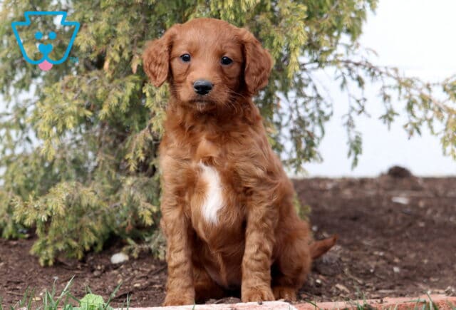 Ally Goldendoodle image