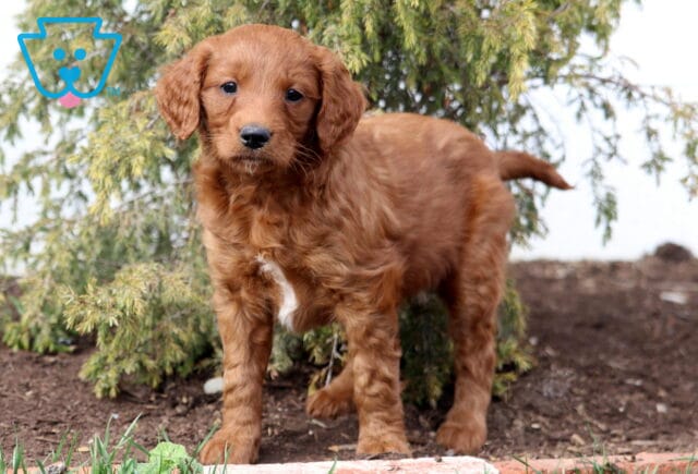 Ally Goldendoodle2 image