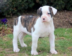 American Bulldog
