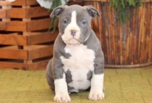 American Bully