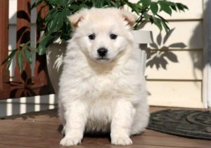 American Eskimo