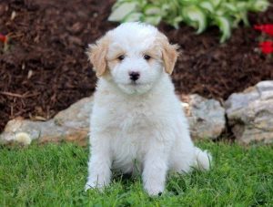 American Eskimo Mix
