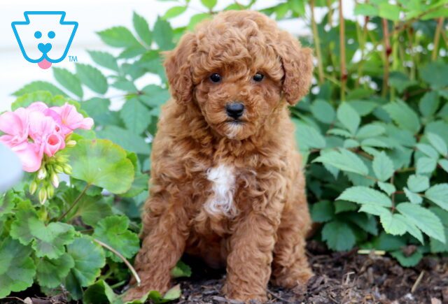 Anastasia Mini Poodle 1-001