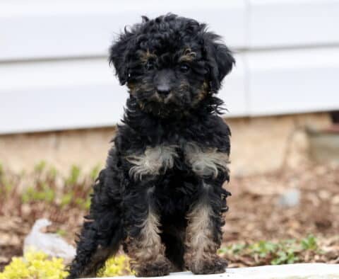 Andy Mini Poodle