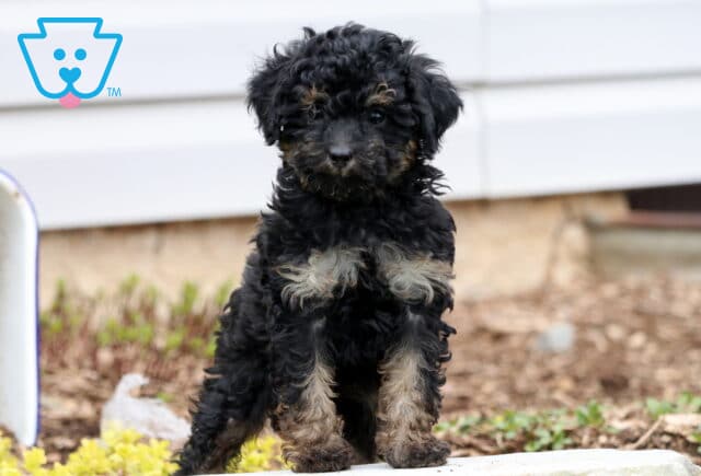 Andy Mini Poodle image