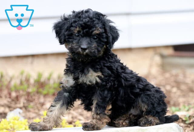 Andy Mini Poodle2 image