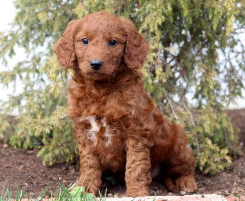 Angel Goldendoodle