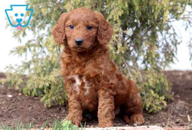Angel Goldendoodle image