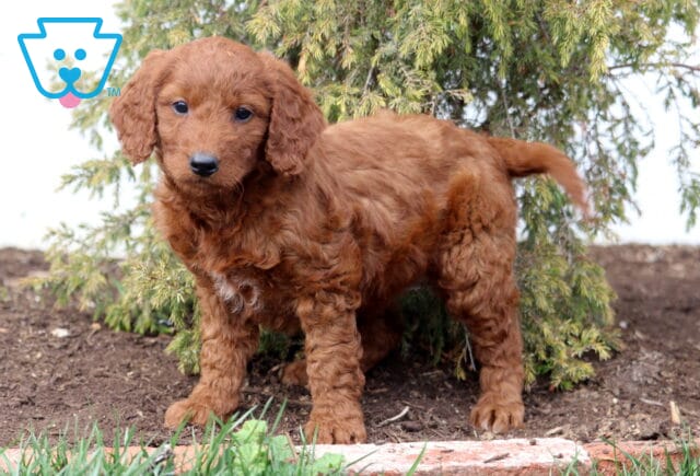 Angel Goldendoodle2 image