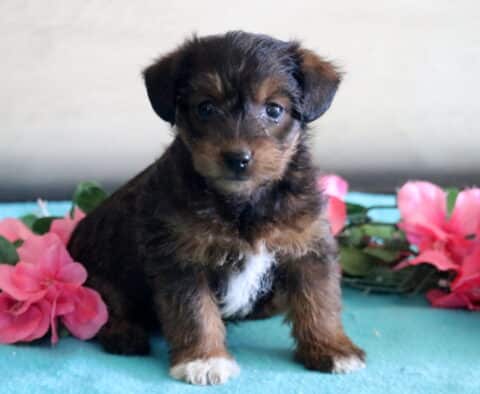Annabell Jackapoo