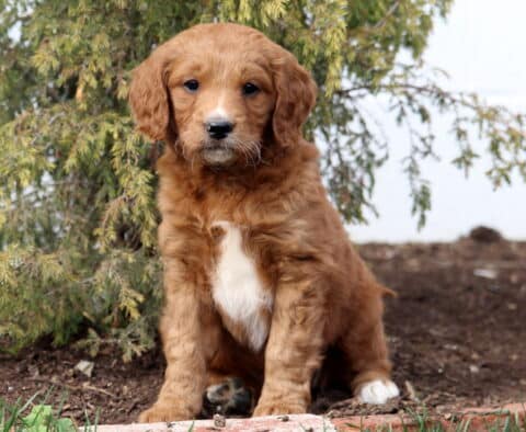 Annabella Goldendoodle
