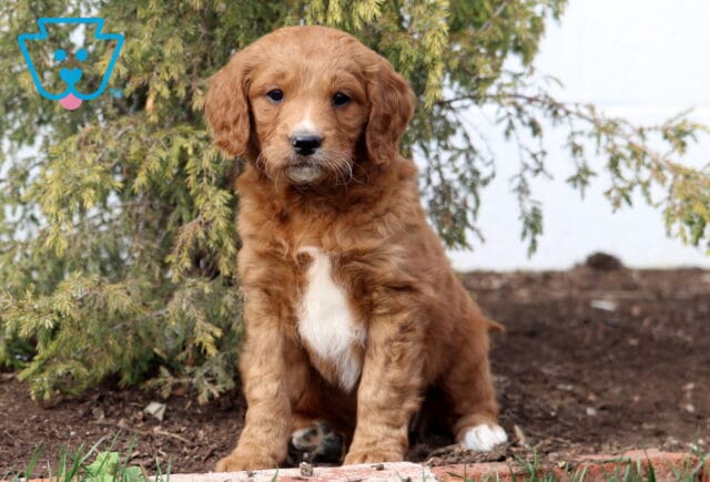 Annabella Goldendoodle image