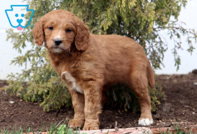 Annabella Goldendoodle2 image
