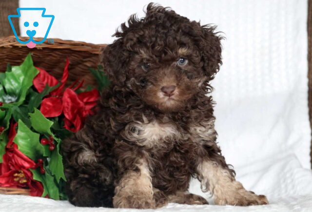 Annie Cockapoo image