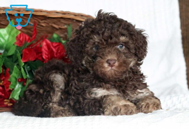Annie Cockapoo2 image