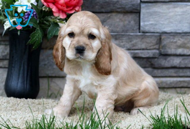 Anthony Cocker Spaniel