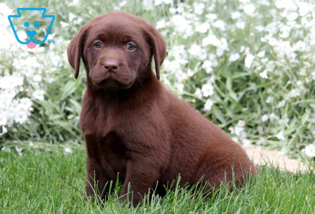 Apple Choc Lab