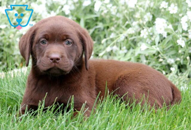 Apple Choc Lab2